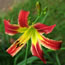 Hemerocallis Complicated